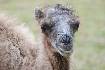 Obraz premium Kamel im Tierpark / Camel in the zoo