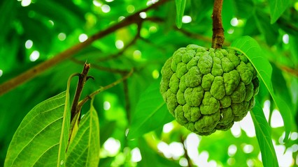 Green custard apple on tree