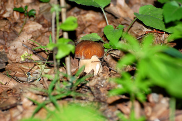 mushroom in forest