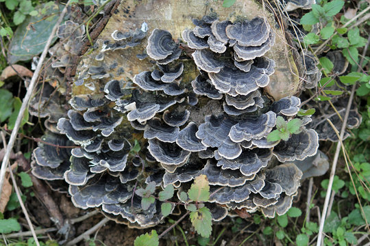 Trametes versicolor or turkey tail fungus covering a stump