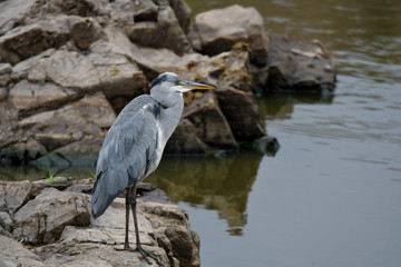Graureiher im Krüger National Park Südafrika