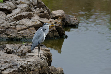 Graureiher im Krüger National Park Südafrika