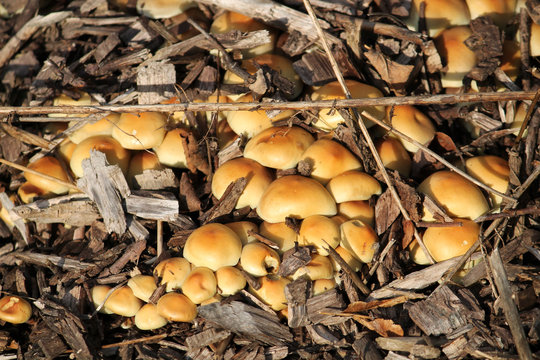 Young Hypholoma fasciculare or Sulphur tuft mushrooms