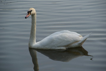 white swan swimming alone in a lake in bremen while hunting fish