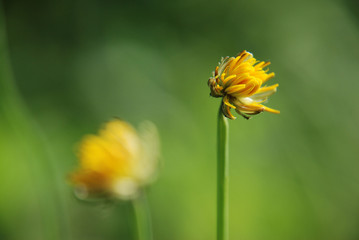 yellow flowers from the garden