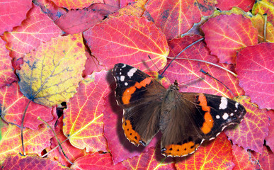 red admiral butterfly. butterfly on bright autumn leaves. bright red fallen leaves texture background. top view. 