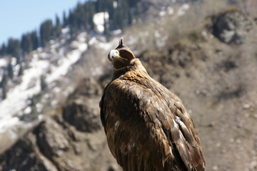 brown hunting eagle in Almaty in the mountains of medeo Eye mask