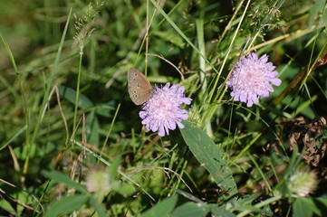 butterfly on a flower
