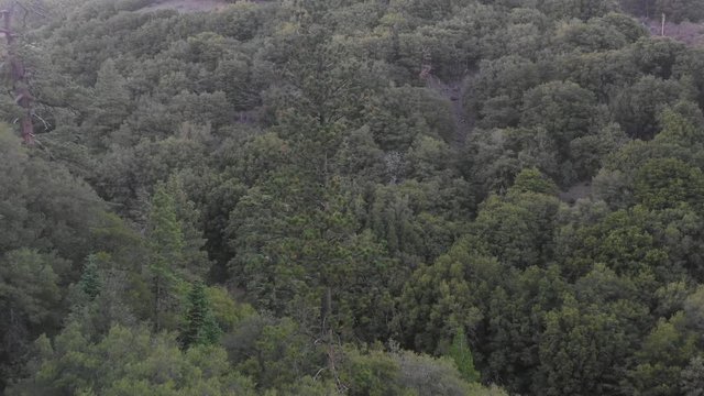 Aerial of a tree in a dense green forest