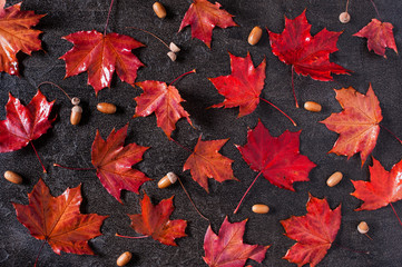 Pattern of red bright maple leaves on the black background