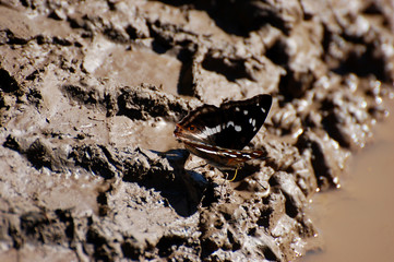 butterfly sitting on rock