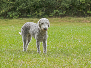A female Bedlington Terrier stands in a field of green grass with defocussed background and copy space.