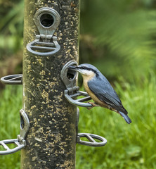Northumberland, UK, September, a nuthatch, Sitta europaea, consumes seed from a feeder.