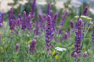 lavender field in provence france