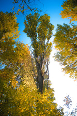 Fototapeta premium tree leaves at sunrise