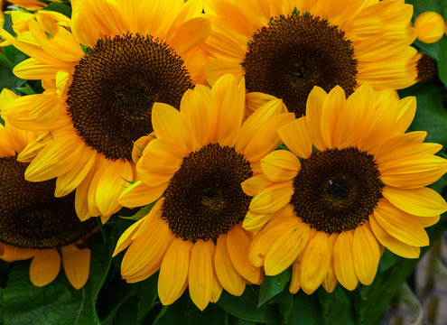 Yellow sunflower flowers with green leaves in a bouquet