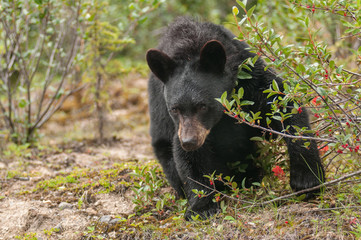Black bear eating berries