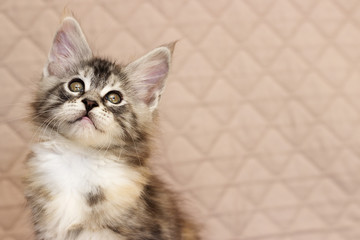 Fototapeta premium Maine Coon kitten looks