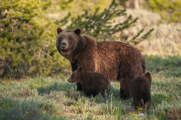 Grizzly bear in the Rocky Mountains