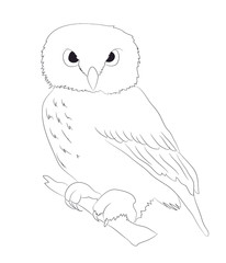owl stands drawing lines, vector