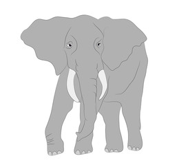 Fototapeta premium gray elephant walks vector, white background