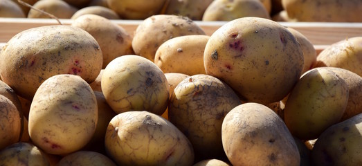 Banner, Kartoffel nach der Ernte