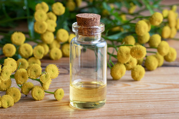 A bottle of common tansy essential oil with blooming tansy