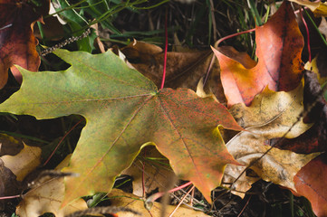 Fototapeta premium green maple leave fallen on the ground. autumn background of maple leaves