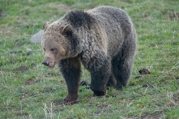 Fototapeta premium Grizzly bear in the Rocky Mountains