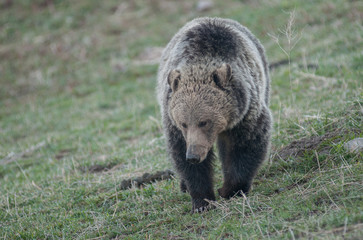 Fototapeta premium Grizzly bear in the Rocky Mountains