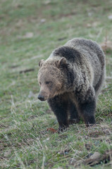 Grizzly bear in the Rocky Mountains