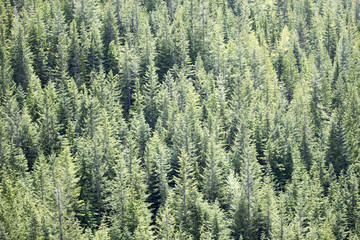 green trees landscape from above