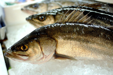 Tsukiji Fish Market