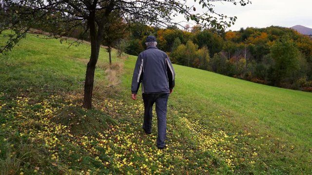 Man goes under a wild apple into autumn - (4K)