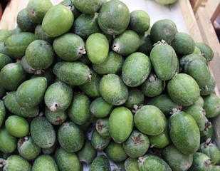 Feyjoa (Acca sellowiana) green fruits
