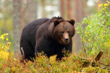 Big brown bear walking in a forest in fall season