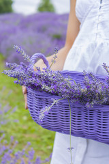 A young girl in a white dress carrying a violet basket with lavender flowers