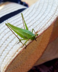 insect