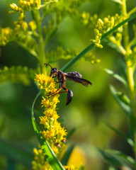 Brown-legged Grass-carrying Wasp on a yellow wildflower!