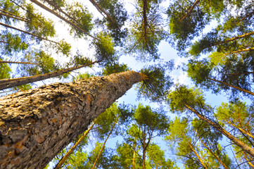 forest, tree, nature, green, trees, landscape, wood, park, summer, spring, foliage, leaf, path, environment, grass, woods, road, leaves, natural, plant, sky, light, outdoor, branch, woodland