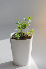 Young green potted plant isolated on gray background