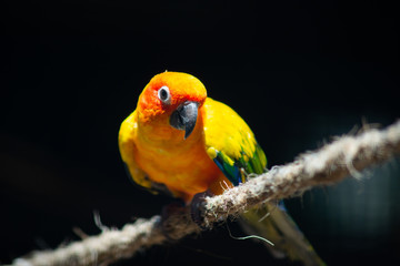 Sun parakeet