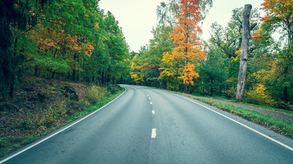 Obraz premium Road through the autumn forest at october.