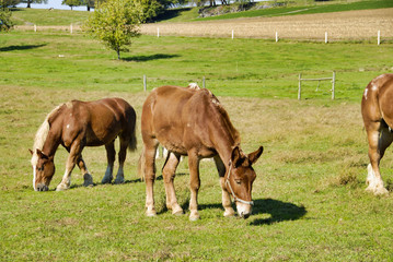 Obraz premium Horses Eating in the Fields of Amish Farms