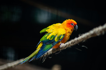 Sun parakeet