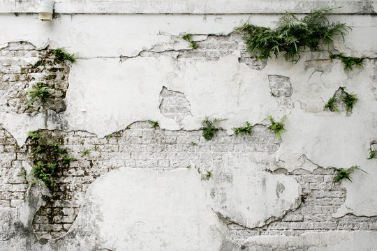 old wall with ivy