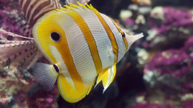Beautiful fish in the aquarium on decoration  of aquatic plants background. A colorful  fish in fish tank.