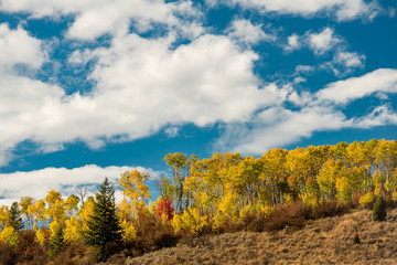 Fototapeta premium Row of Fall colored Aspen trees on the top of a ridge against blue sky