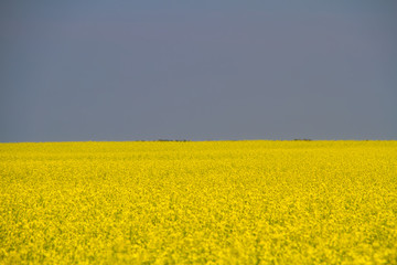 Looking out over a field of yellow flowers blooming in a field in the great plains of Canada.