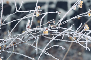 Frost on branches. Berries covered with hoarfrost.Beautiful winter seasonal natural background.Winter landscapeWinter Frost.Close up of a frozen tree branch/Winter Frost.Close up of frozen tree branch